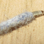 case-bearing-clothes-moth-l